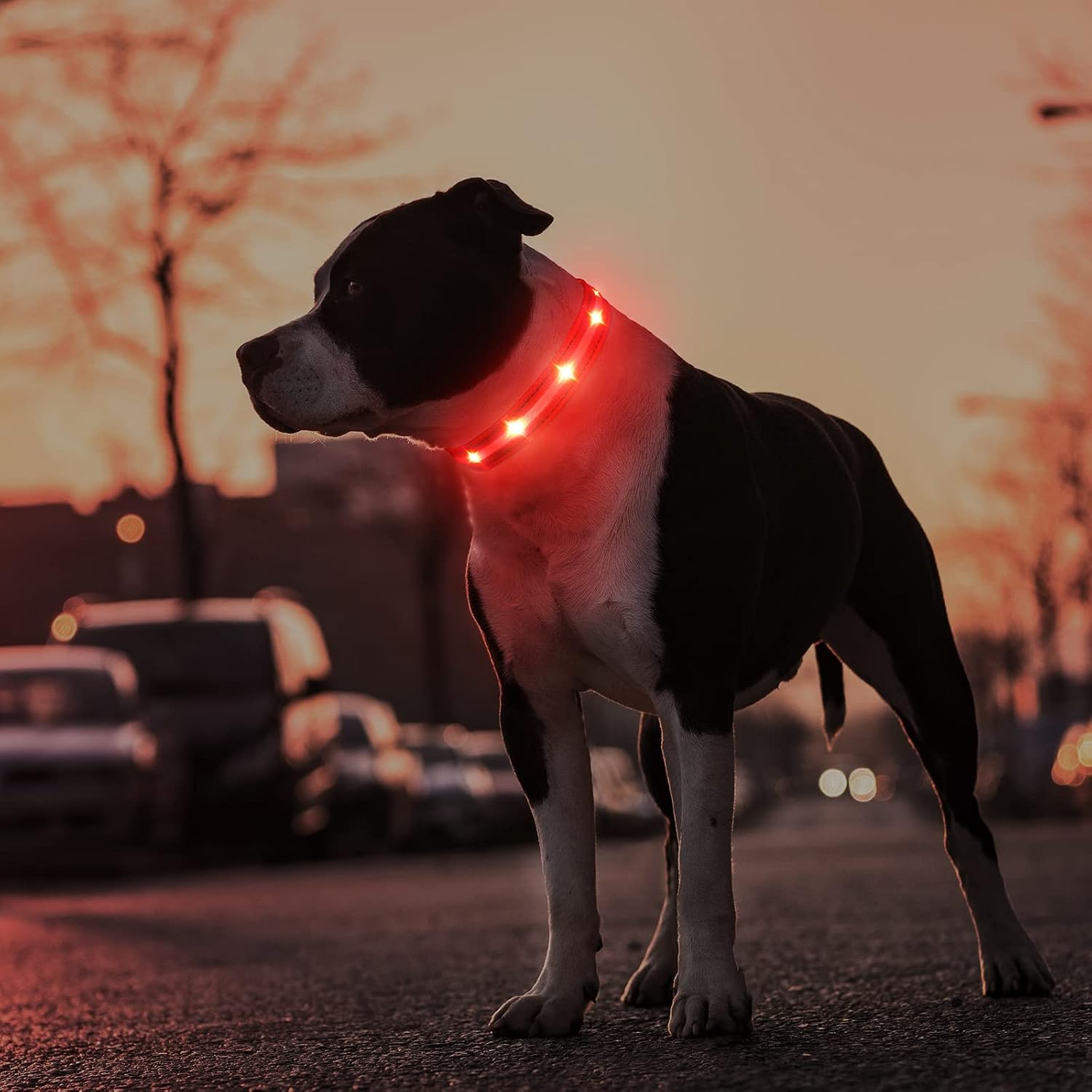 Rechargeable LED Light-Up Dog Safety Collar